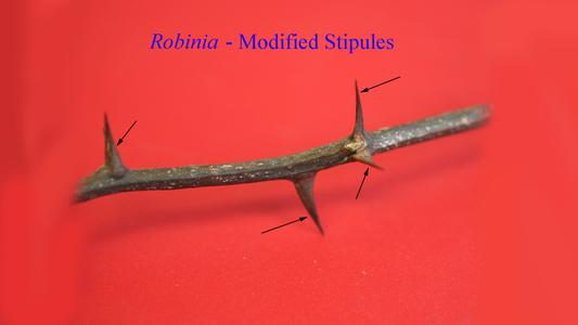 Stipular spines of black locust