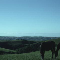 South Africa : scenery : horses grazing