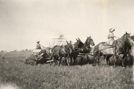 Five-horse team on T.E. Jackson's farm