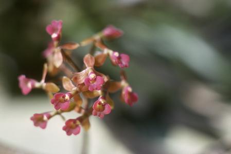 Close-up of flowers of an epiphytic Epidendrum orchid