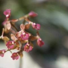 Close-up of flowers of an epiphytic Epidendrum orchid