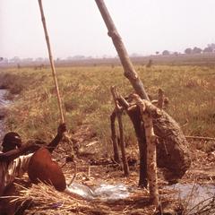 Irrigation by Shaduf in Northern Nigeria