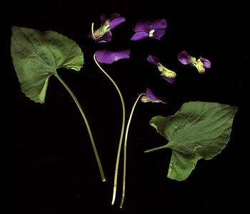 Flowers and leaves of Viola papilionacea
