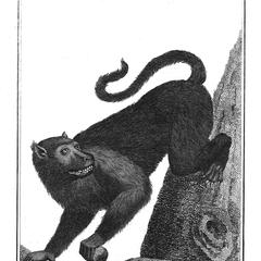 Le Singe Noir (Black monkey)