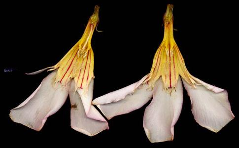 Dissected flower of Nerium oleander