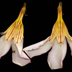 Dissected flower of Nerium oleander