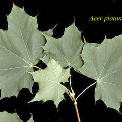 Norway maple with oppositely arranged palmately lobed leaves