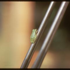 Tree frog, Ridgeland