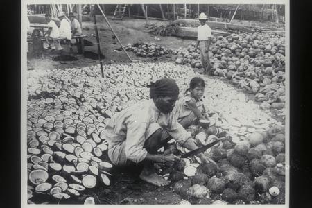 Opening coconuts for drying to make copra, Pagsanjan, Laguna, 1905-1915
