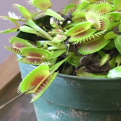 Insect traps of venus fly trap