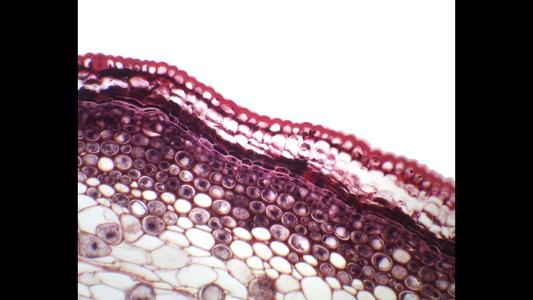 Epidermis and forming periderm in a cross section of a young Tilia stem