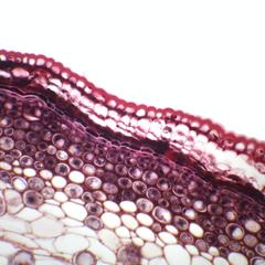 Epidermis and forming periderm in a cross section of a young Tilia stem