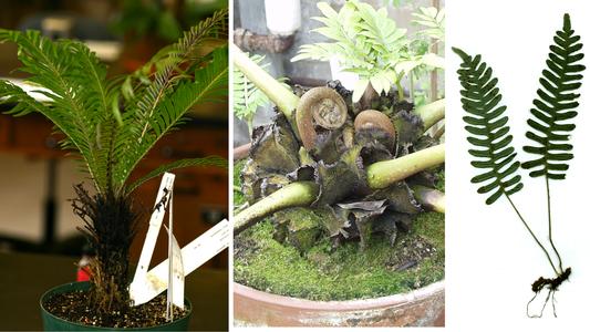 Three fern morphologies : 1. tree fern with elongate erect stem, 2. Angiopteris with short erect stem, and 3. Polypodium with rhizome
