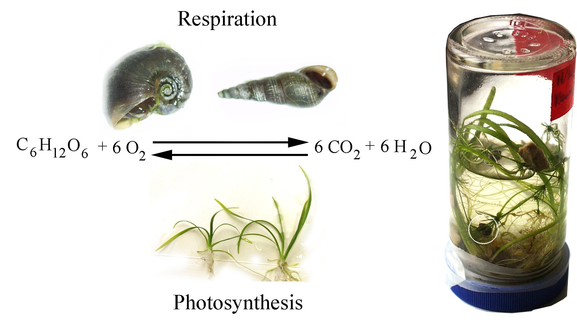 Photosynthesis and respiration : the reciprocal relationship between plants  and animals in an enclosure - UWDC - UW-Madison Libraries