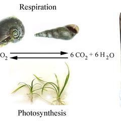 Photosynthesis and respiration : the reciprocal relationship between plants and animals in an enclosure