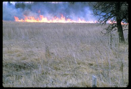 Prairie fire; spring burn on Curtis Prairie, University of Wisconsin Arboretum
