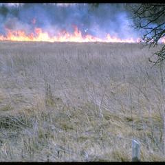 Prairie fire; spring burn on Curtis Prairie, University of Wisconsin Arboretum