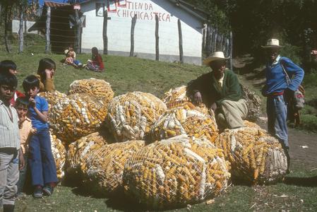 Cultivated corn from village on Pan-American Highway