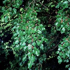 Fruiting bough of Morus alba