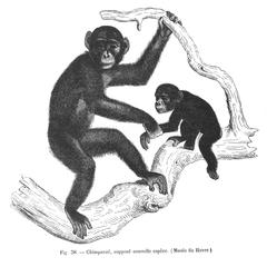 Chimpanzé, supposé nouvelle espèce (of a supposed new species)