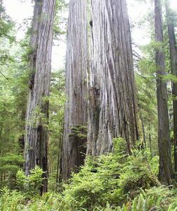 Coastal redwoods in Jebediah Smith Park sprouting on a large trunk
