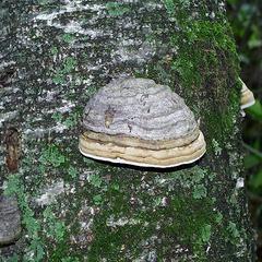 Conch fungus attached on a tree