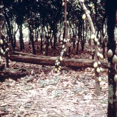 Cocoa Pods on Trunks of Cocoa Trees
