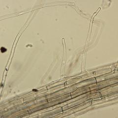 Grass seedling root - root hair - 20x DIC objective
