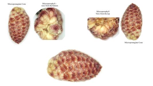 Microsporangiate cones of red pine, top and bottom views of microsporophylls