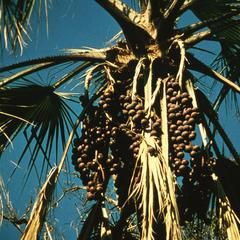 Mchikichi, Oil-Bearing Palm Tree