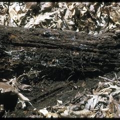 Rotting log showing mycelium and insects, Ridgeland