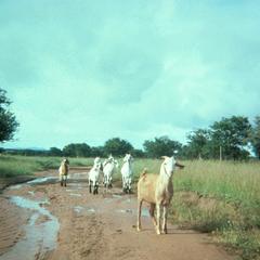 Goats in Village of Oodi