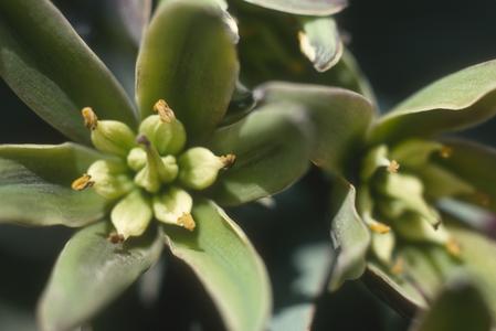 Close-up of flowers of Furcraea quicheensis, above Huehuetenango