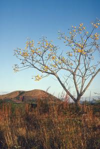 Cochlospermum in flower in savana west of Jutiapa