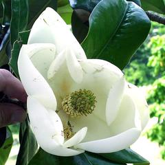 Flower of Magnolia grandiflora