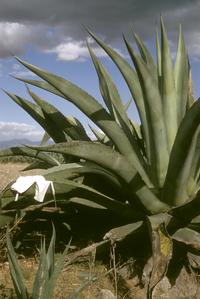 Agave west of Toluca