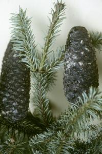 Abies in fir zone of Cofre de Perote