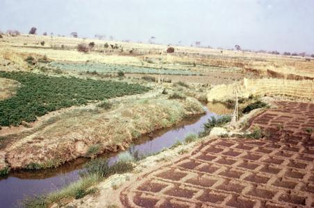 Irrigated Vegetable Crops