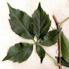 Palmately compound leaf