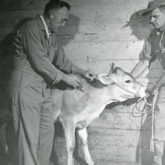 Vaccinating a cow