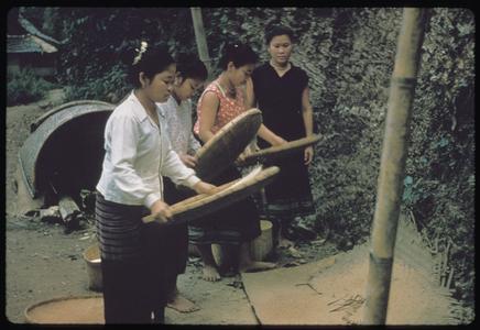 Girls winnowing rice