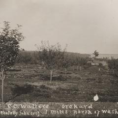 Orchard north of Washburn
