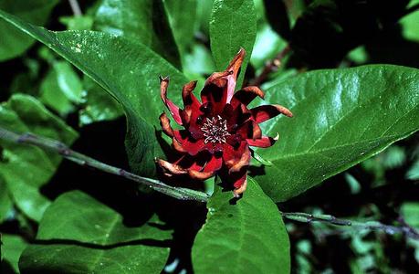 Flower of Calycanthus occidentalis