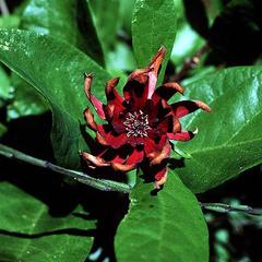 Flower of Calycanthus occidentalis