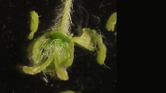 Acer saccharum - dissected female flower with underdeveloped stamens