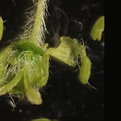 Acer saccharum - dissected female flower with underdeveloped stamens