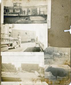 Collage of five small photographs of circus equipment being loaded on ferry and a bull cow and sheep