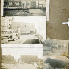 Collage of five small photographs of circus equipment being loaded on ferry and a bull cow and sheep