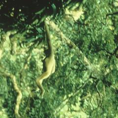 Hylobates pileatus