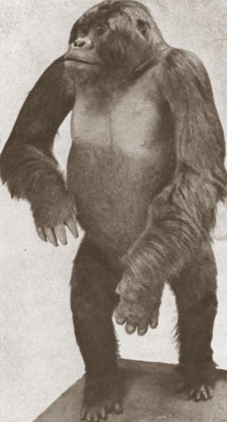 gorilla様 PUBLIC GENERAL143cm gorilla様 PUBLIC GENERAL143cm File:Ivan, Tacoma, WA 1989.jpg